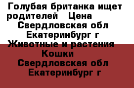 Голубая британка ищет родителей › Цена ­ 2 000 - Свердловская обл., Екатеринбург г. Животные и растения » Кошки   . Свердловская обл.,Екатеринбург г.